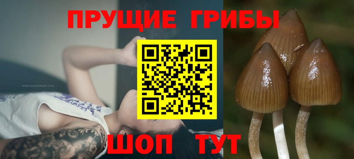 Псилоцибиновые грибы мухоморы Дербент